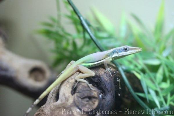 Henderson's anole