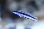 Striped dottyback