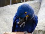 Hyacinth macaw