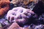 Large brain root coral