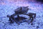 Lesser spider crab