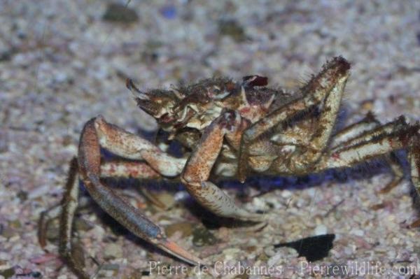 Lesser spider crab