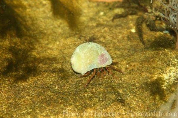 Intertidal hermit crab