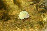 Intertidal hermit crab