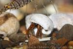 Intertidal hermit crab