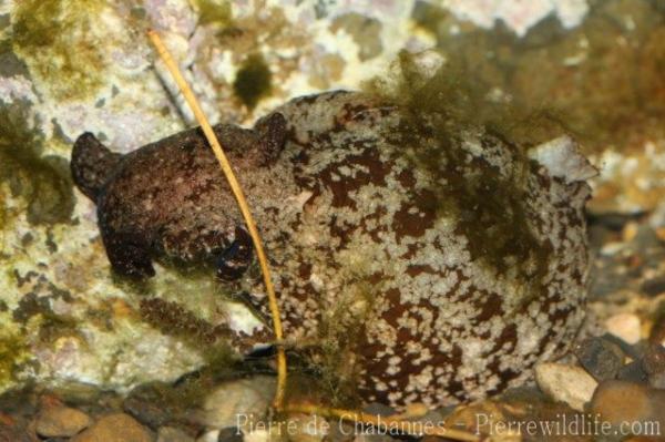 Mottled sea-hare