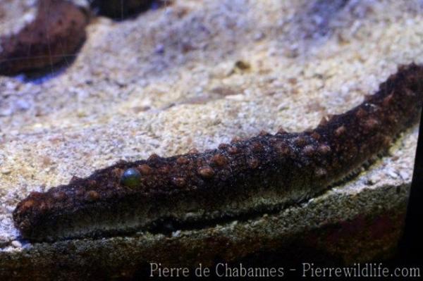 Black sea cucumber