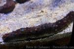 Black sea cucumber