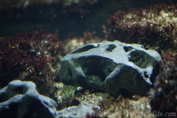 Elephant's hide sponge