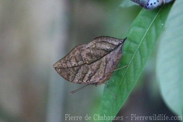 Orange oakleaf
