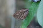 Orange oakleaf