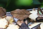 Orange oakleaf