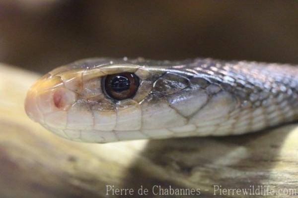 New Guinean taipan