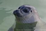 Harbor seal