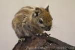 Swinhoe's striped squirrel