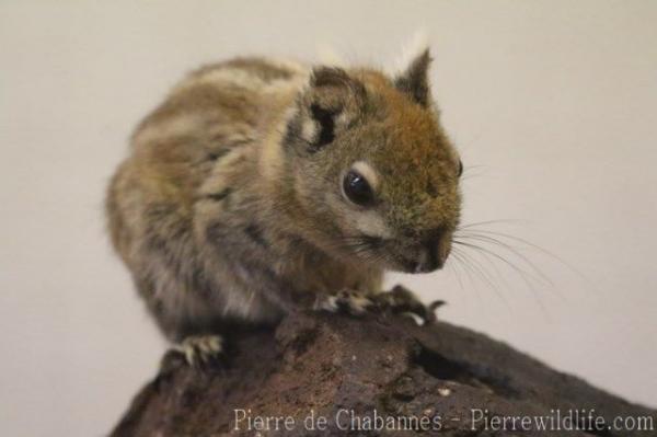 Swinhoe's striped squirrel