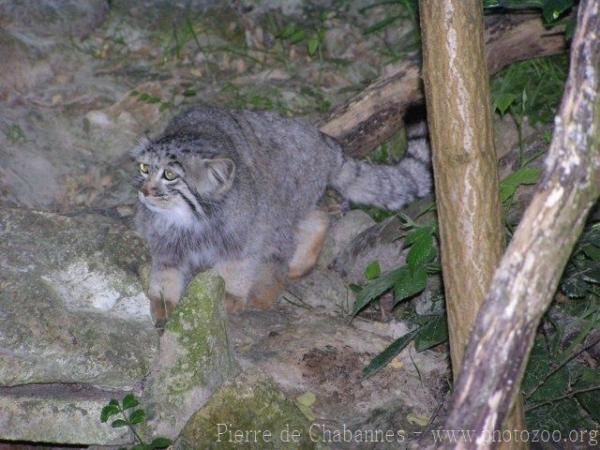 Pallas's cat *