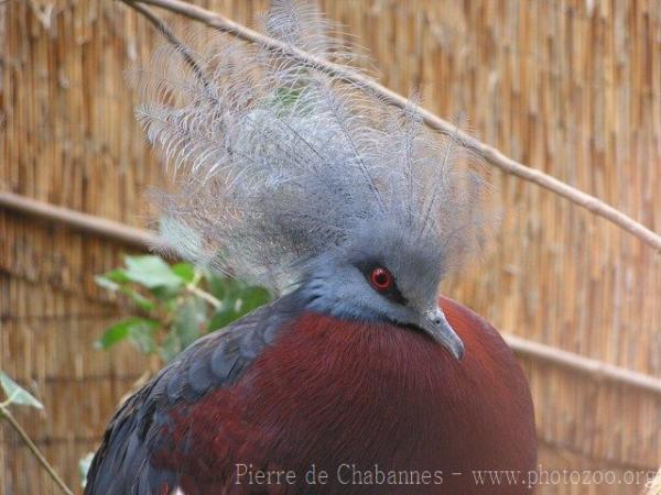 Southern crowned-pigeon *