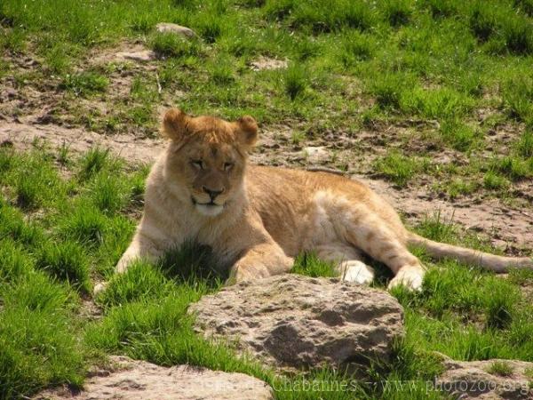 African lion