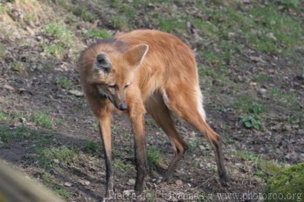 Maned wolf