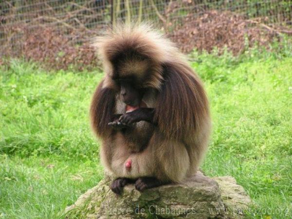 Gelada