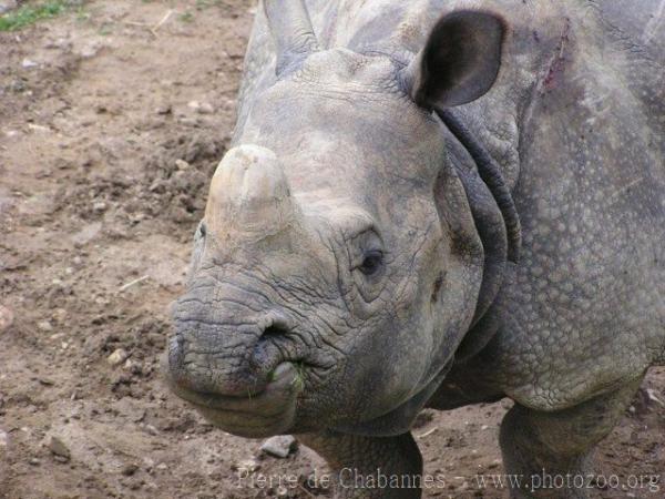 Indian rhinoceros