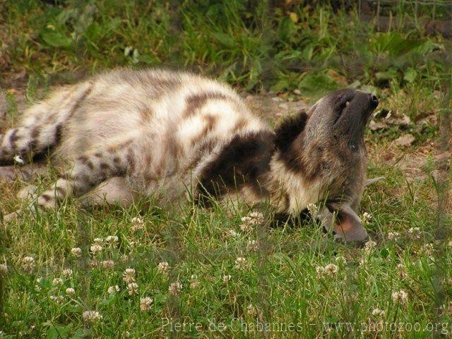 Striped hyena