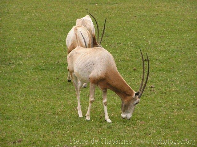 Scimitar-horned oryx