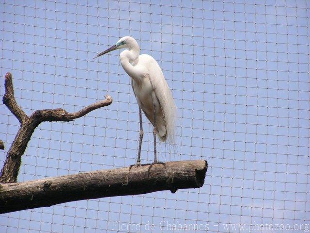 Great white egret