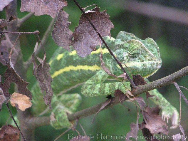 African chameleon *