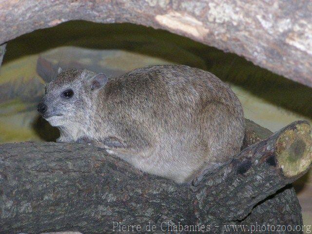 Rock hyrax