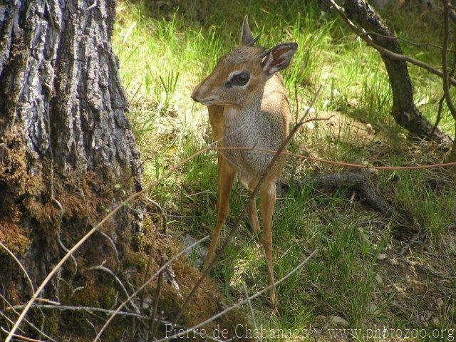 Dik-dik