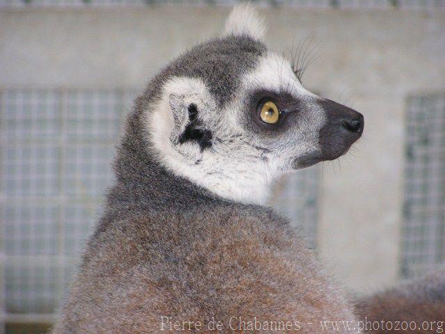 Ring-tailed lemur