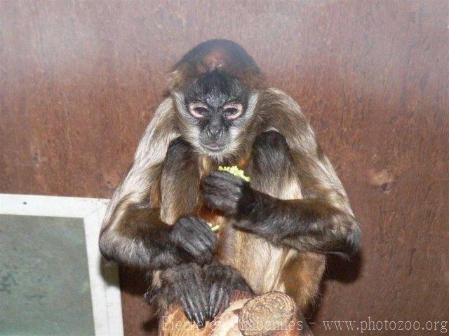 Central American spider monkey