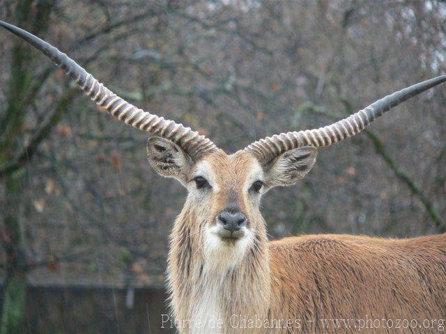 Kafue flats lechwe