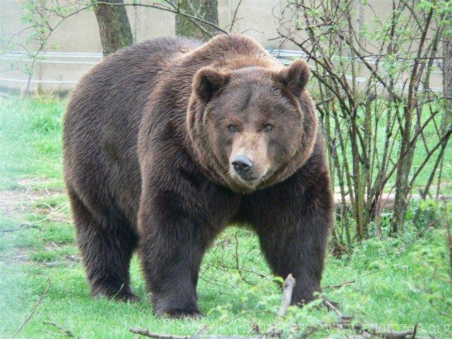 European brown bear