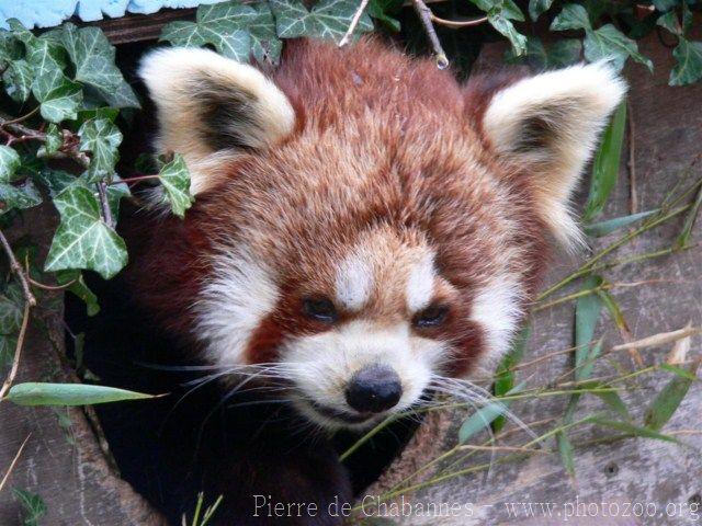 Red panda