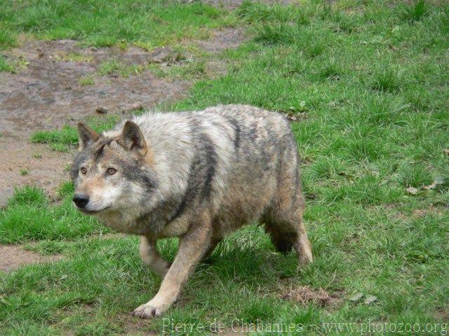 European wolf