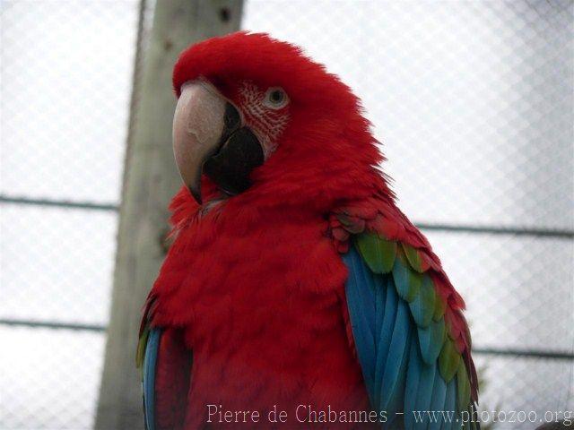 Green-winged macaw