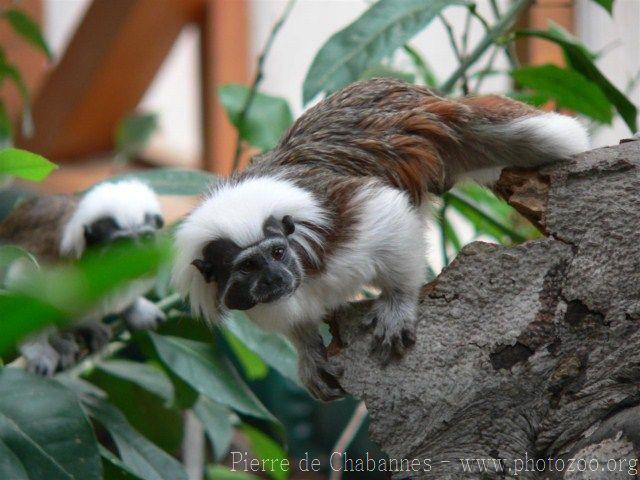 Cotton-top tamarin