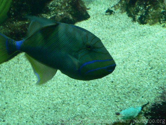 Queen triggerfish *