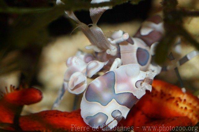 Blue harlequin shrimp