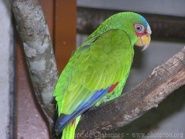 White-fronted amazon