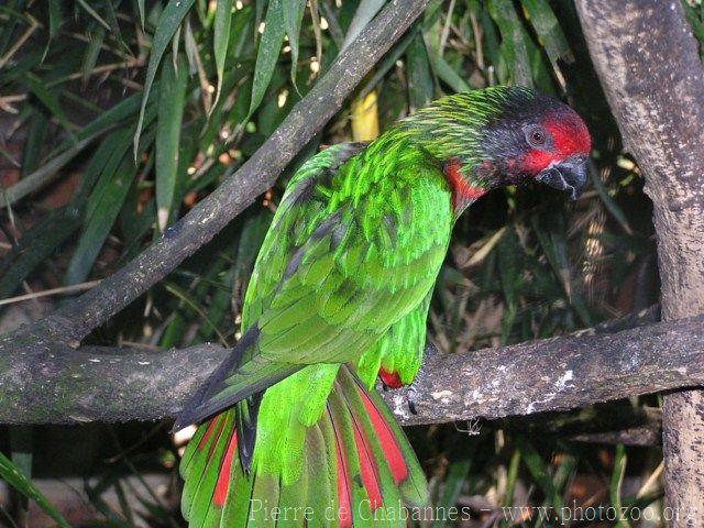 Yellow-streaked lory *