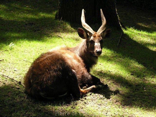 Western sitatunga