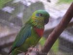 Salvadori's fig-parrot *