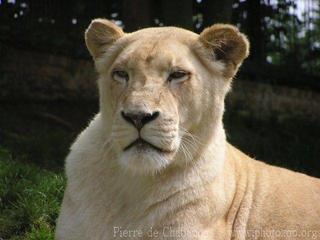 East-African (Transvaal) lion