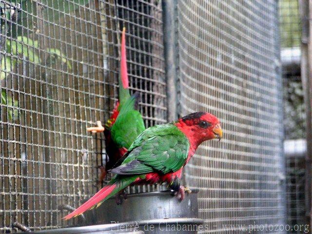 Fairy lorikeet