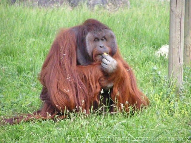 Bornean orang-utan