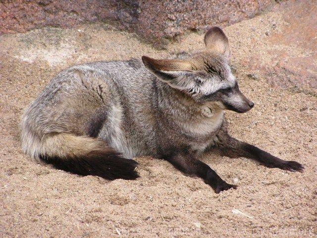 Bat-eared fox